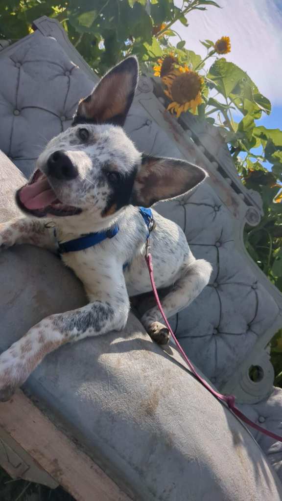 Blue Heeler dog named Echo smiling while sitting on a couch