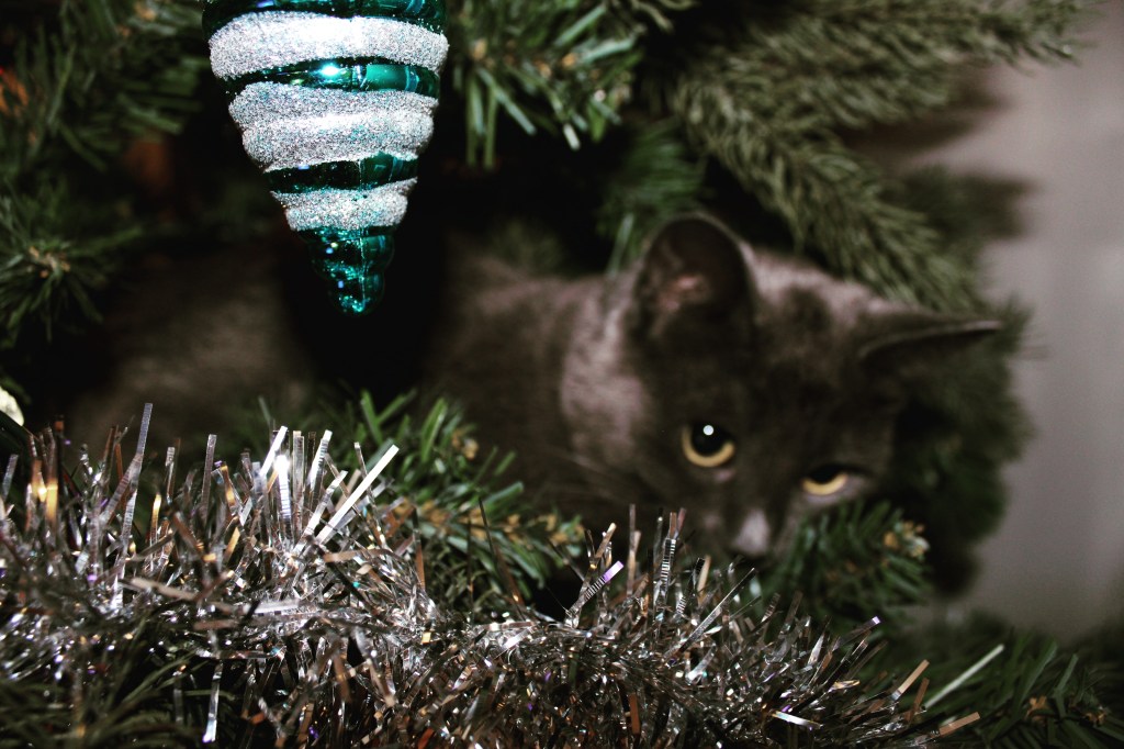 Grey Cat hiding in  decorated christmas tree